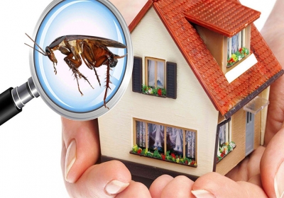 Pest Control in Defence Colony